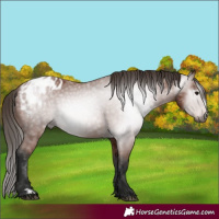 Horse Color:Gray Bay Appaloosa