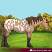 Horse Color:Bay Dun Appaloosa 