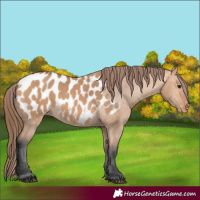 Horse Color:Bay Dun Blanket 