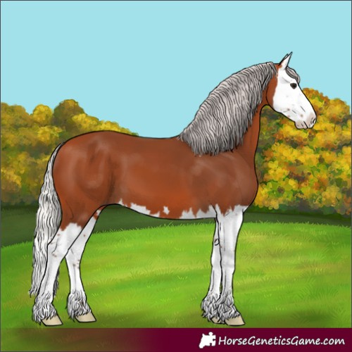 Horse Color:Silver Bay Splash 