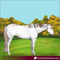 Horse Color:Red Dun Sabino Frame