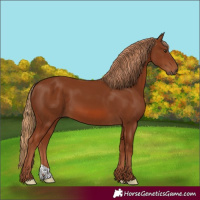 Horse Color:Chestnut 