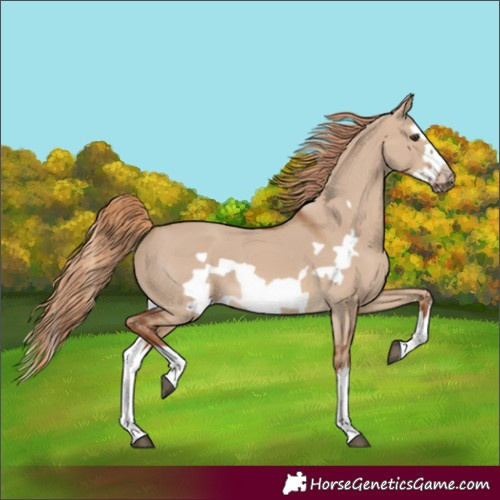 Horse Color:Red Dun Splash Frame 