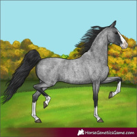 Horse Color:Blue Roan Splash