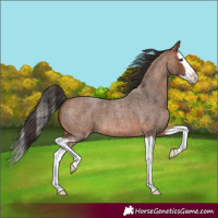 Horse Color:Bay Roan Splash 