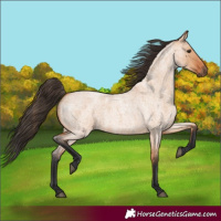 Horse Color:Bay Roan Dun