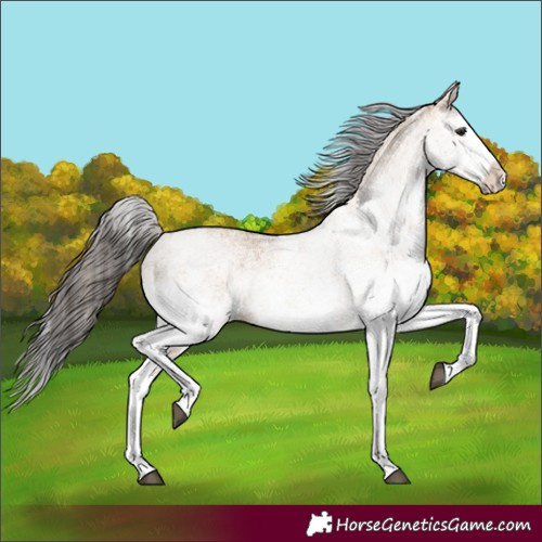 Horse Color:White Spotted Bay Dun Splash 