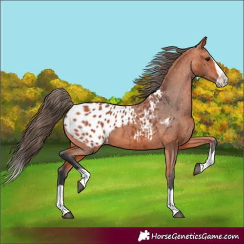 Horse Color:Bay Splash Blanket 