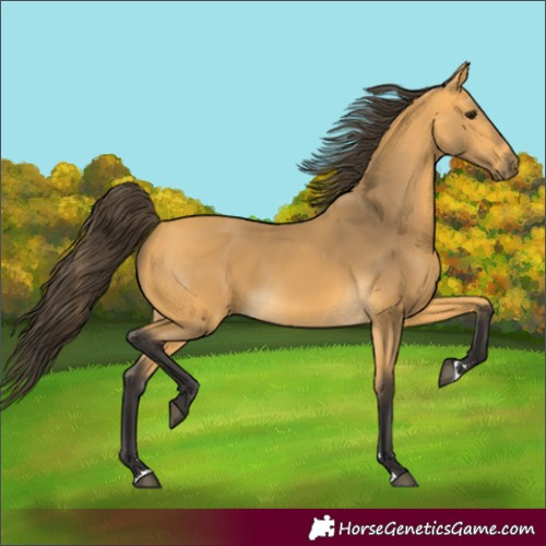 Horse Color:Buckskin 
