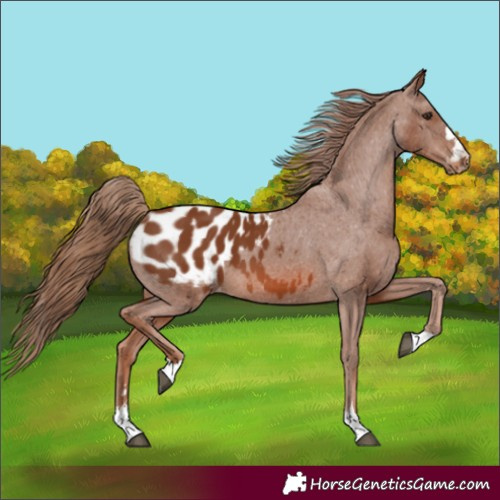 Horse Color:Chestnut Blanket 
