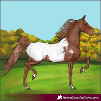 Horse Color:Chestnut Appaloosa
