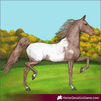 Horse Color:Chestnut Appaloosa 