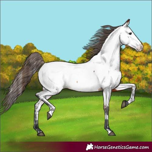 Horse Color:Bay Near Fewspot 