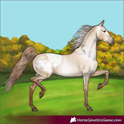 Horse Color:Gray Red Dun Appaloosa 