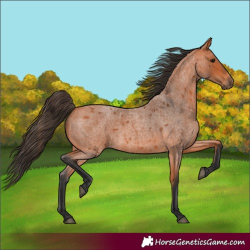 Horse Color:Bay Roan 