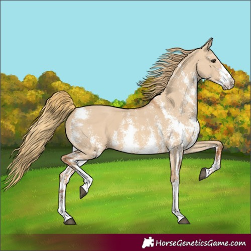 Horse Color:Red Dun Sabino 