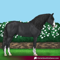 Horse Color:Black 