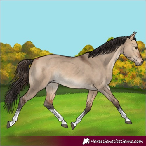 Horse Color:Bay Dun Sabino Rabicano 