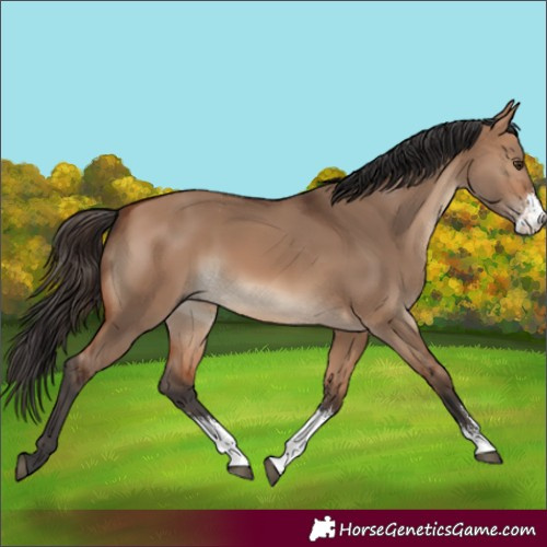 Horse Color:Bay Dun Sabino 