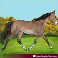 Horse Color:Bay Dun Sabino