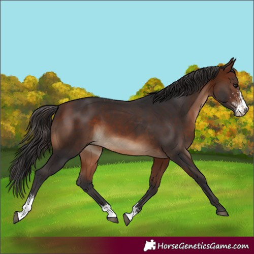 Horse Color:Bay Sabino 