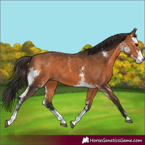 Horse Color:Bay Sabino