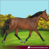 Horse Color:Bay Rabicano 