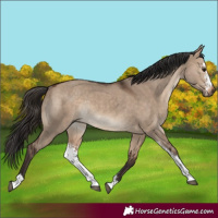 Horse Color:Bay Dun Sabino Rabicano 