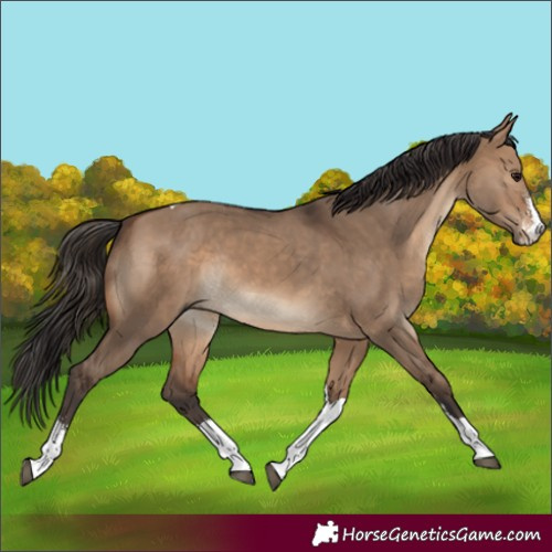 Horse Color:Brown Dun Sabino Tobiano Rabicano 
