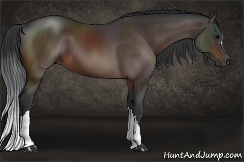 Horse Color:Bay 