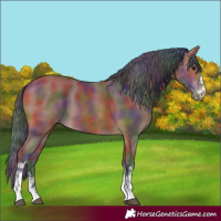 Horse Color:Nacre Bay Sabino 