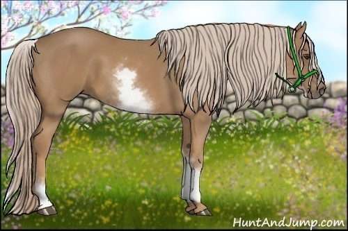 Horse Color:White Spotted Palomino