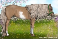 Horse Color:White Spotted Palomino
