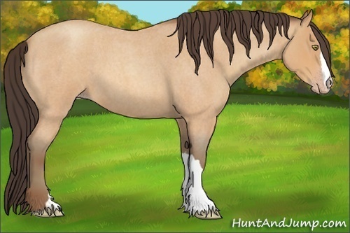Horse Color:Unknown 