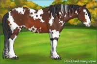 Horse Color:White Spotted Bay Splash