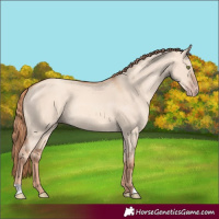 Horse Color:Gold Champagne Dun Rabicano 
