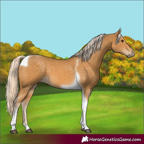 Horse Color:Palomino Tobiano