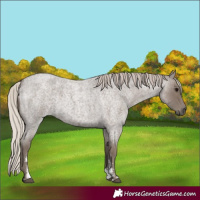 Horse Color:Silver Blue Roan Sabino 
