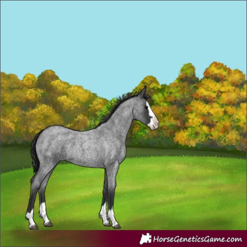 Horse Color:Blue Roan Splash 