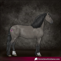 Horse Color:Grullo Rabicano 