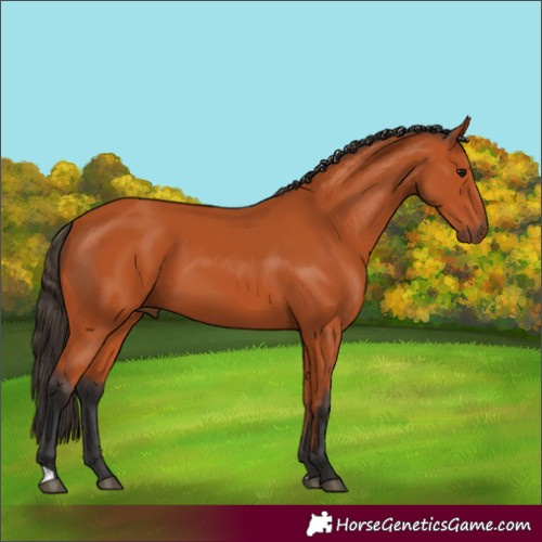 Horse Color:Bay 