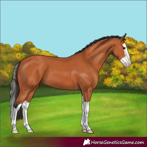 Horse Color:Bay Splash 