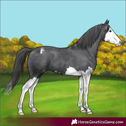 Horse Color:Black Splash Appaloosa 