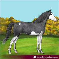 Horse Color:Black Splash Appaloosa 