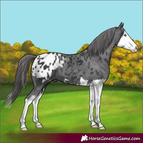 Horse Color:Black Splash Blanket 