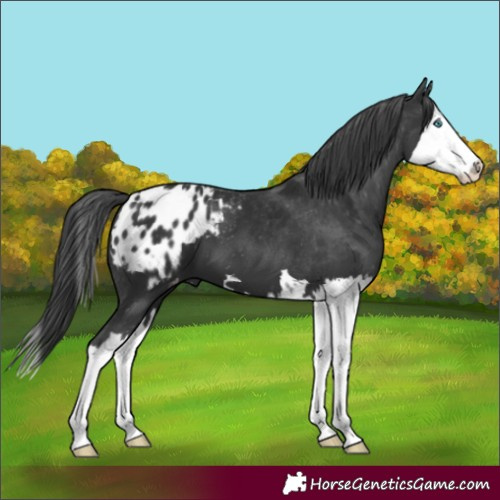 Horse Color:Black Splash Appaloosa 