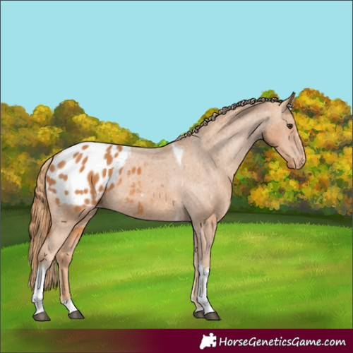 Horse Color:Chestnut Tobiano Blanket 