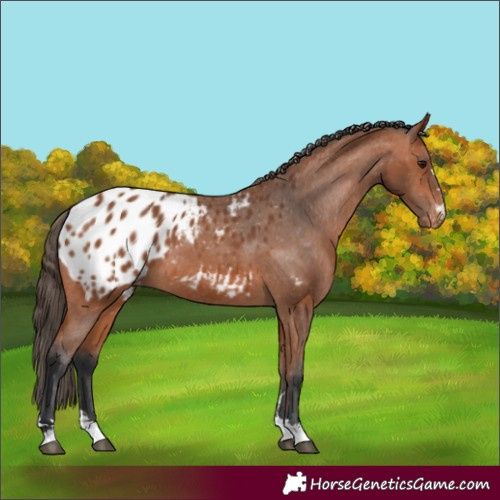 Horse Color:Bay Appaloosa 