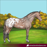 Horse Color:Bay Blanket 