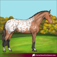 Horse Color:Bay Appaloosa 